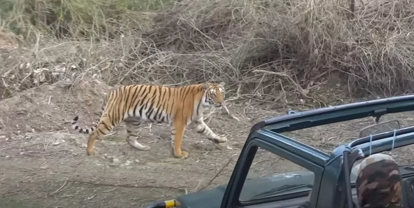 Delhi to Corbett in Uttrakhand by Tempo Traveller jpg