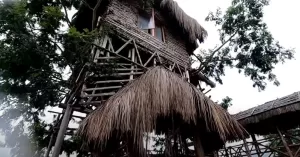 Kerala tree house